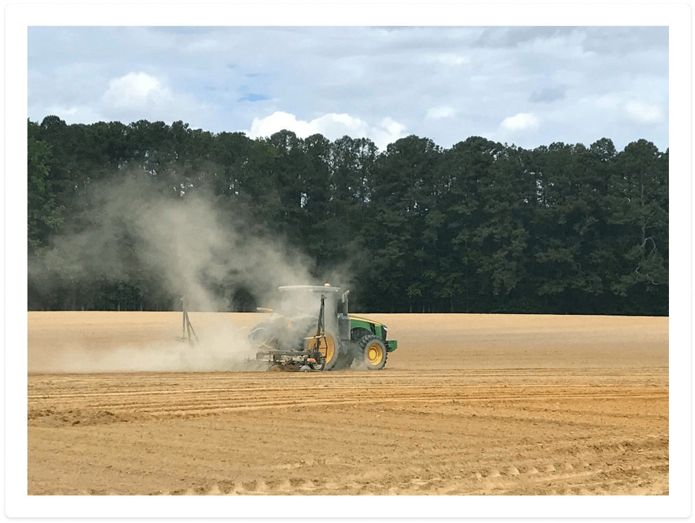 Growing peanuts image