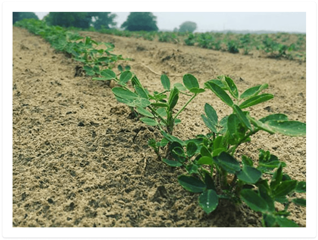 Growing peanuts image