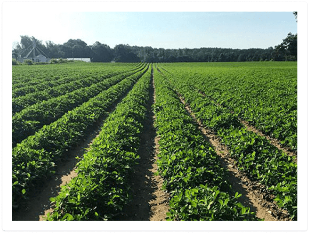 Growing peanuts image