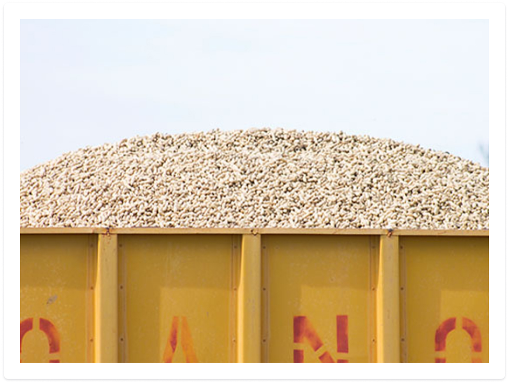 Growing peanuts image