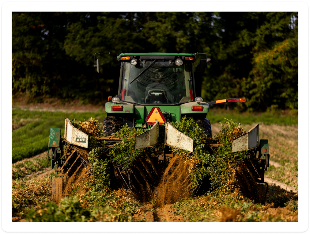 Growing peanuts image