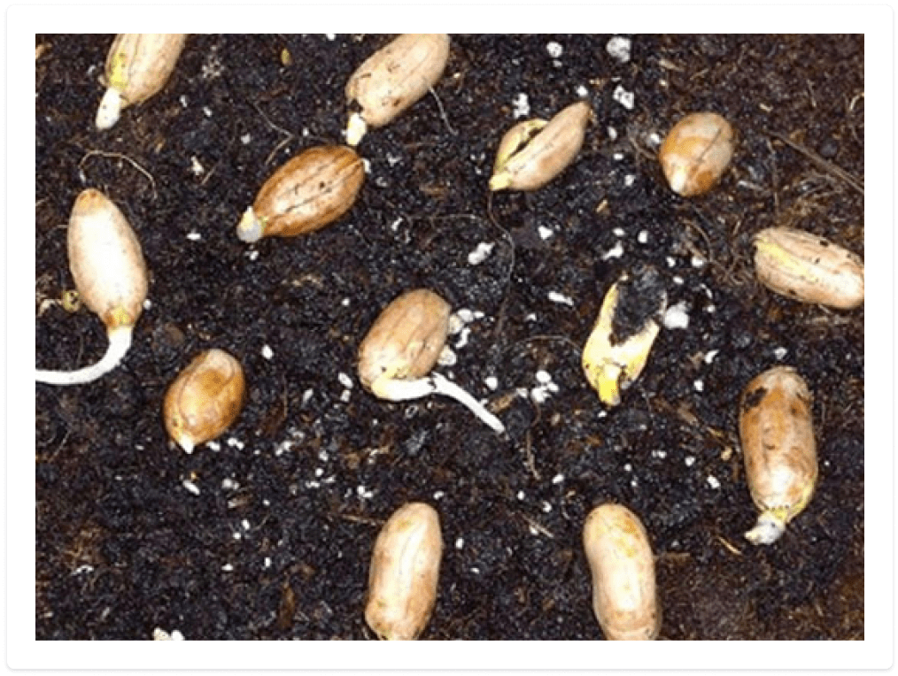 Growing peanuts image